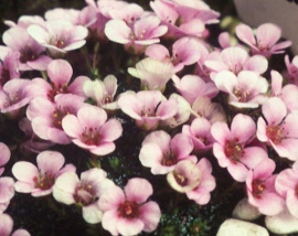 Saxifraga 'Cranbourne' (x anglica)